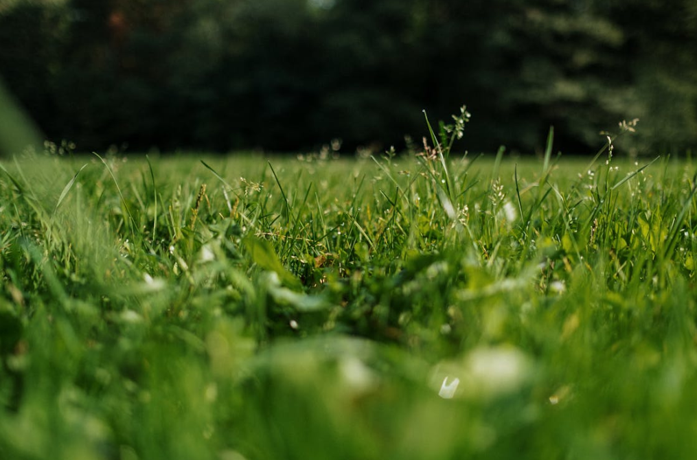 Zo hou je het gras van je weiland gezond en sterk
